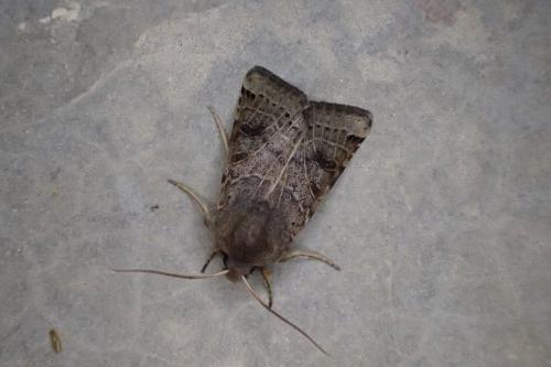 Agrochola lunosa